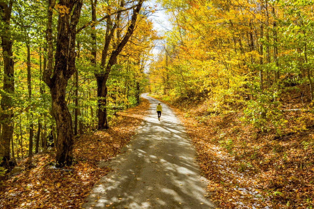 trees with Fall foliage in White Mountain National Forest New Hampshire