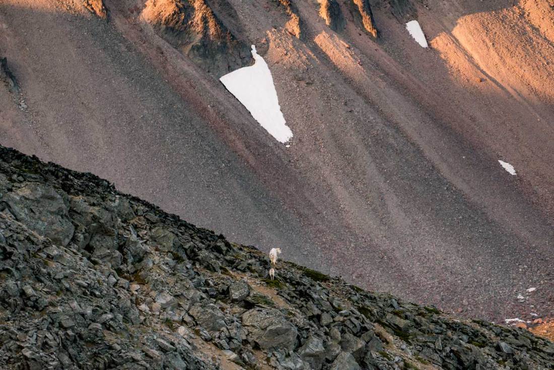 moutain goat, mount rainier national park washington