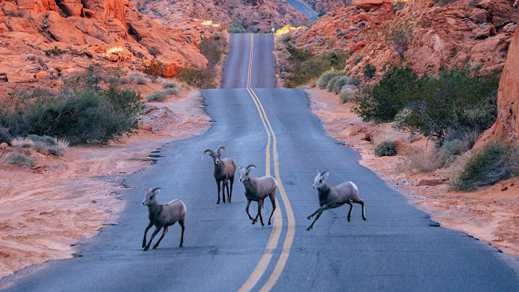 valley of fire bighorns