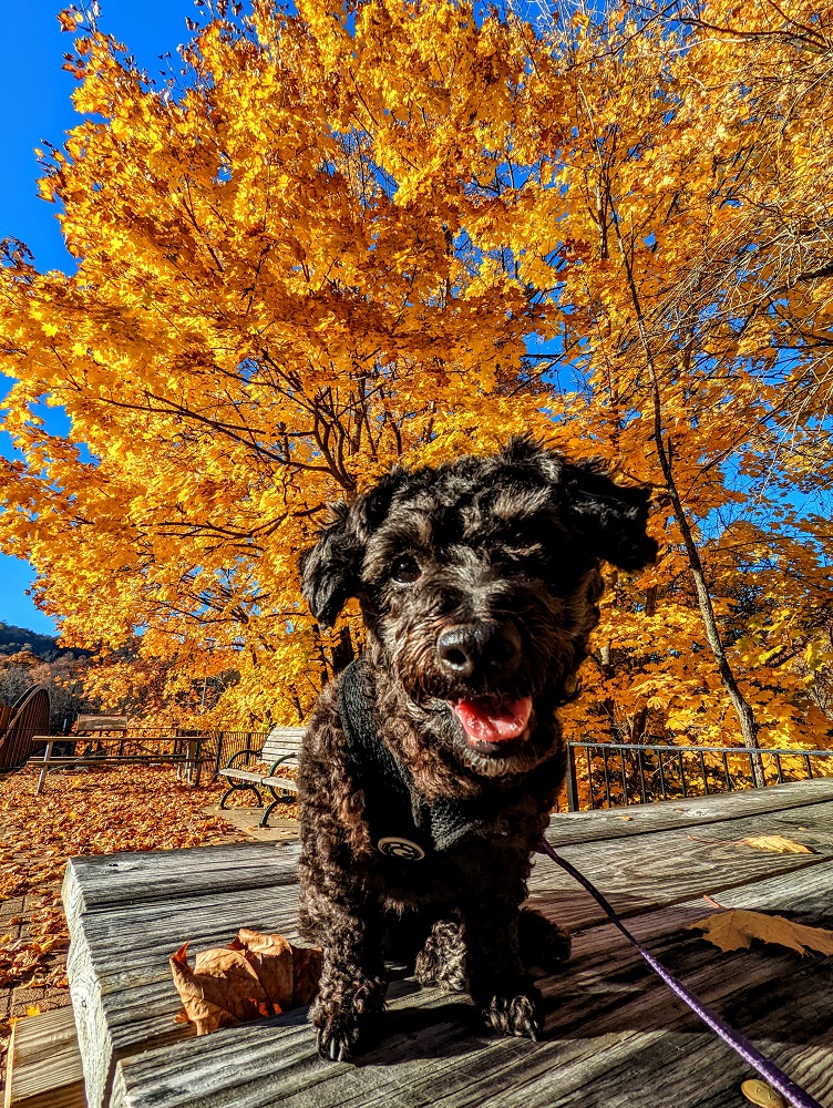 You'll give me a treat if I pose nicely in front of this tree. Sure!