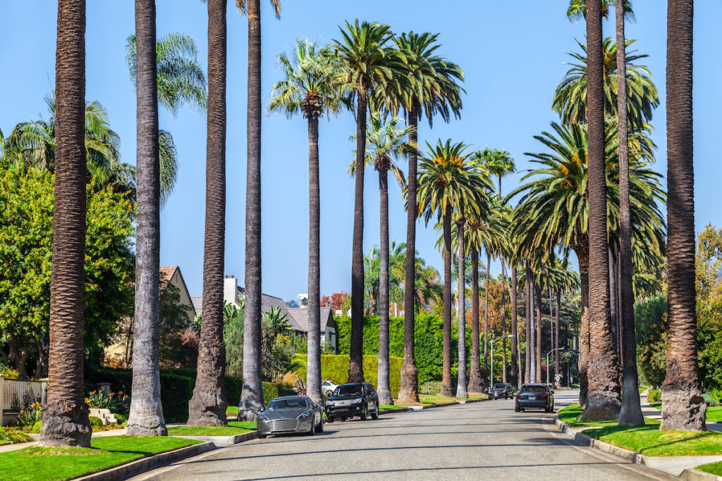 Palm trees along the Beverly Hills street