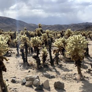 Cholla Cactus Garden in Joshua Tree National Park