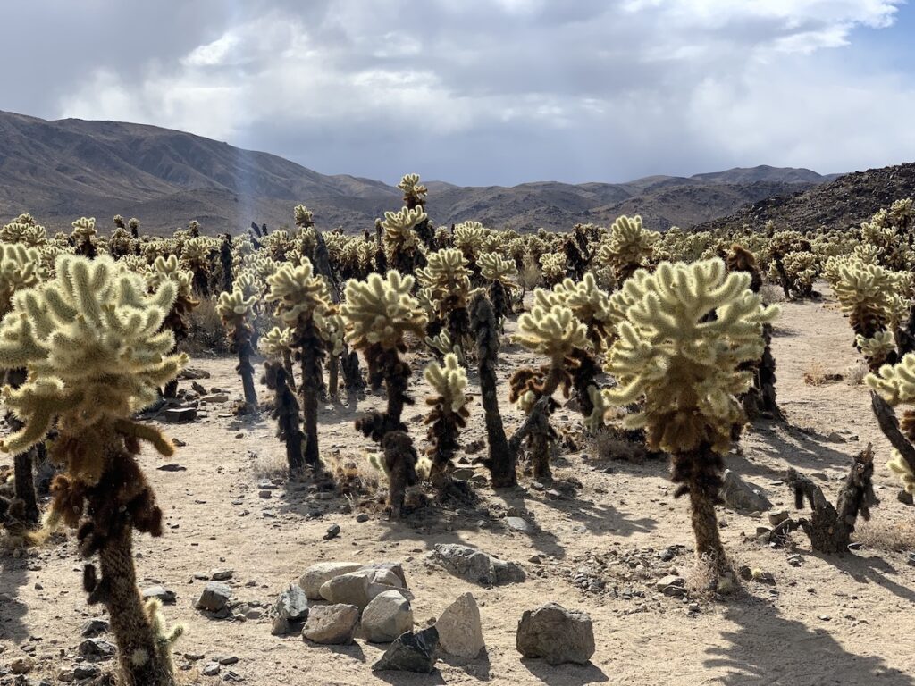 Cholla Cactus Garden in Joshua Tree National Park