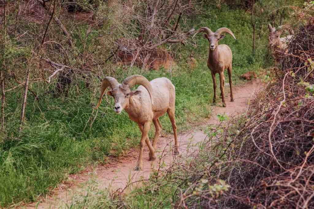 desert big horned sheep at havasupai falls