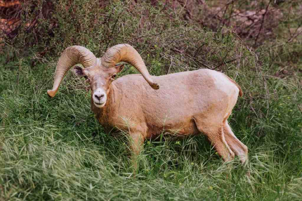 desert big-horned sheep