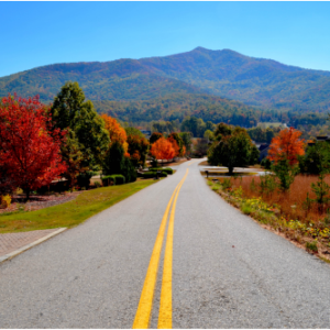 Road Surrounded by Tress in Fall Colors