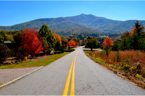 Road Surrounded by Tress in Fall Colors