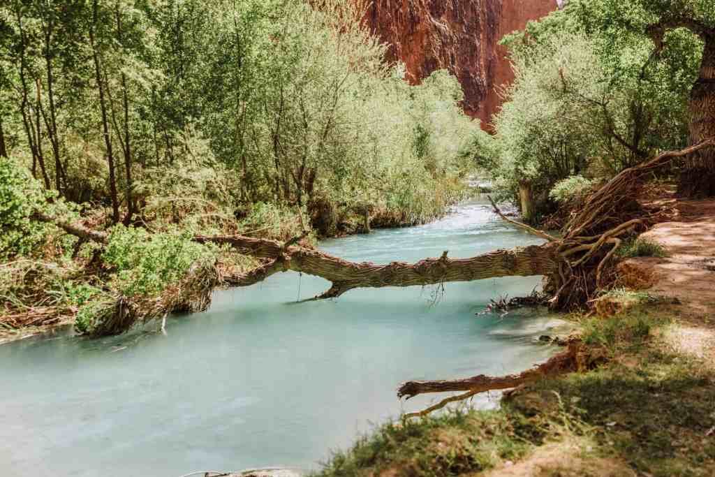 Havasu creek in the havasupai falls campground