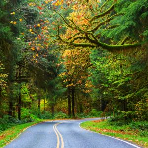 Hoh Rainforest