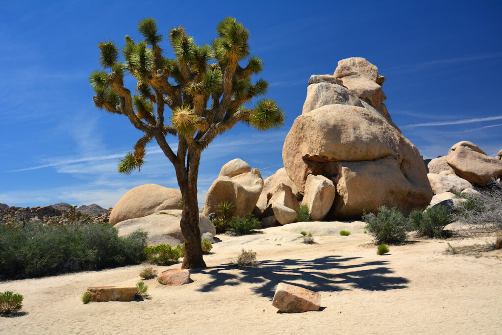 Joshua Tree National Park