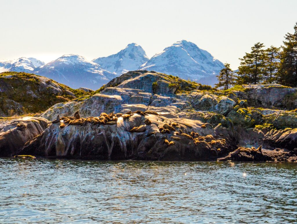 Sea lions near Marble Island in Alaska.