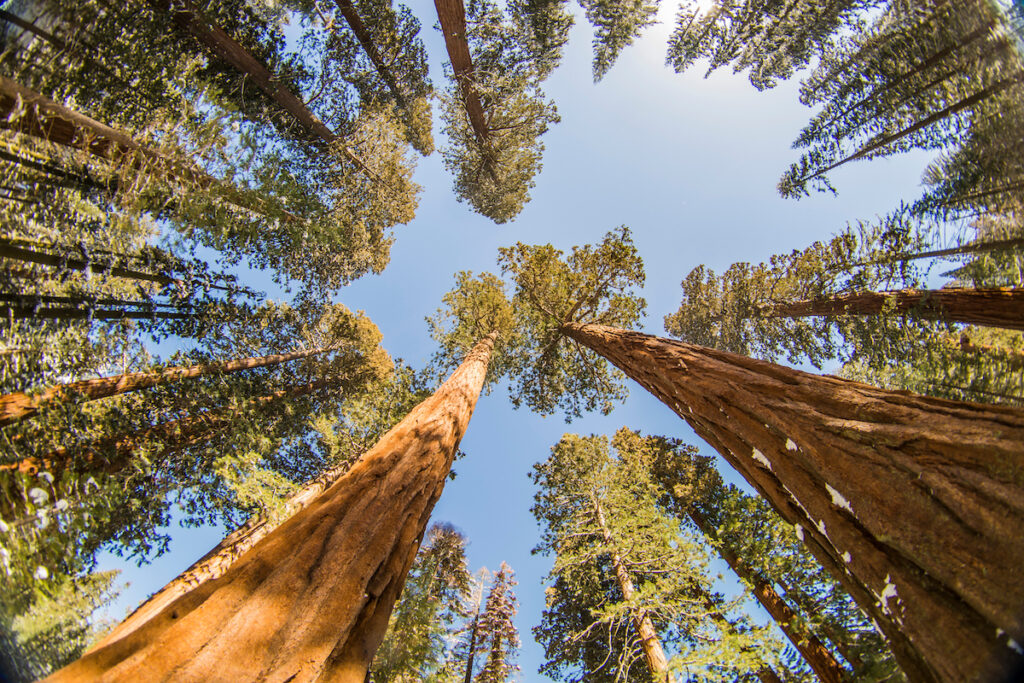 Sequoia National Park in the winter