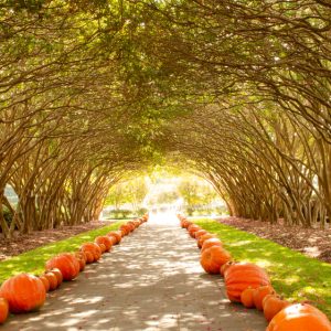 Fall pumpkin tunnel, Dallas Arboretum and Botanical Garden.