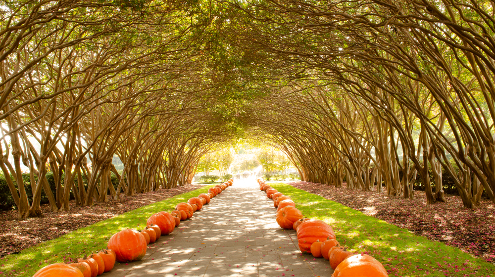 Fall pumpkin tunnel, Dallas Arboretum and Botanical Garden.