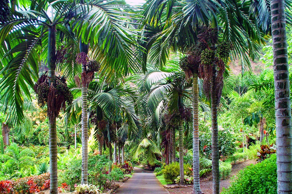 Maui Nui Botanical Gardens, Hawaii