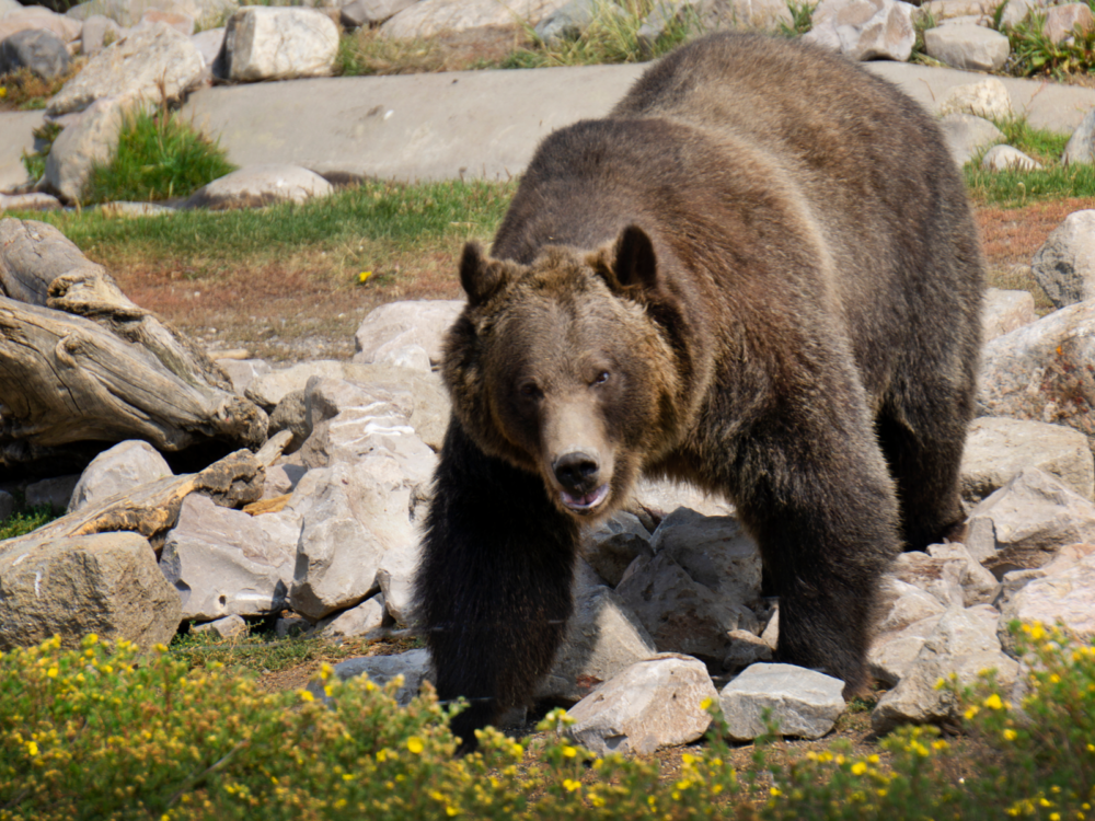 A gigantic Grizzly Bear walking over a pile of rocks at Grizzly and Wolf Discovery Center, learning about their behavior is one of the best things to do in Montana