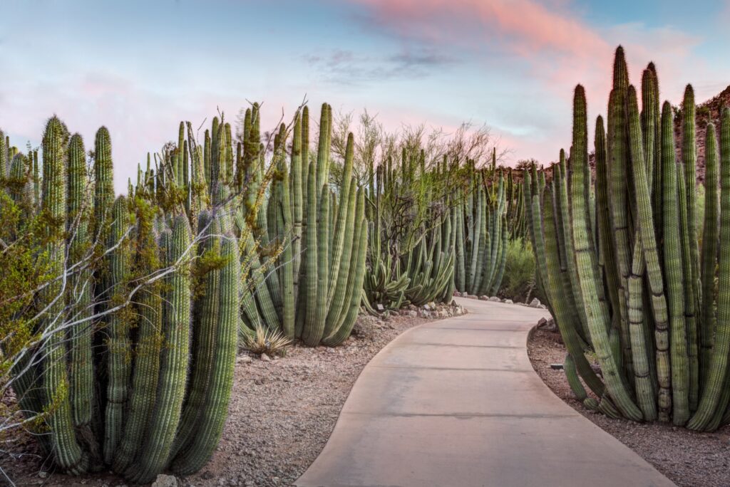 The Desert Botanical Garden in Phoenix, Arizona