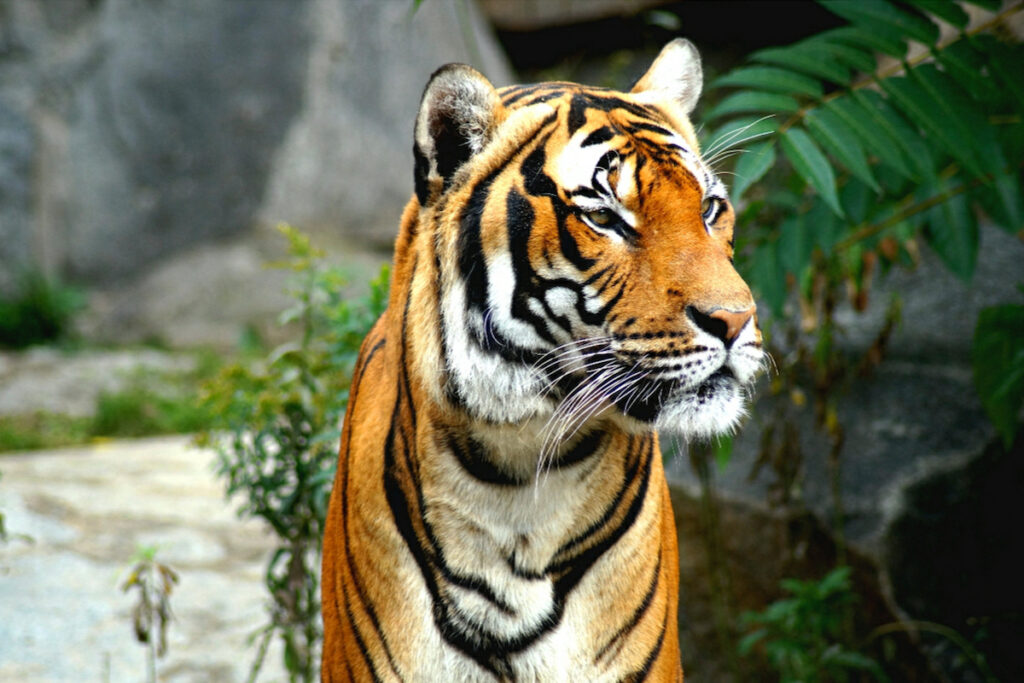 Tiger in the San Diego Zoo