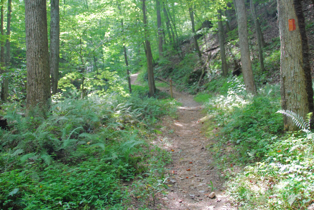 A trail through Fairy Stone State Park.