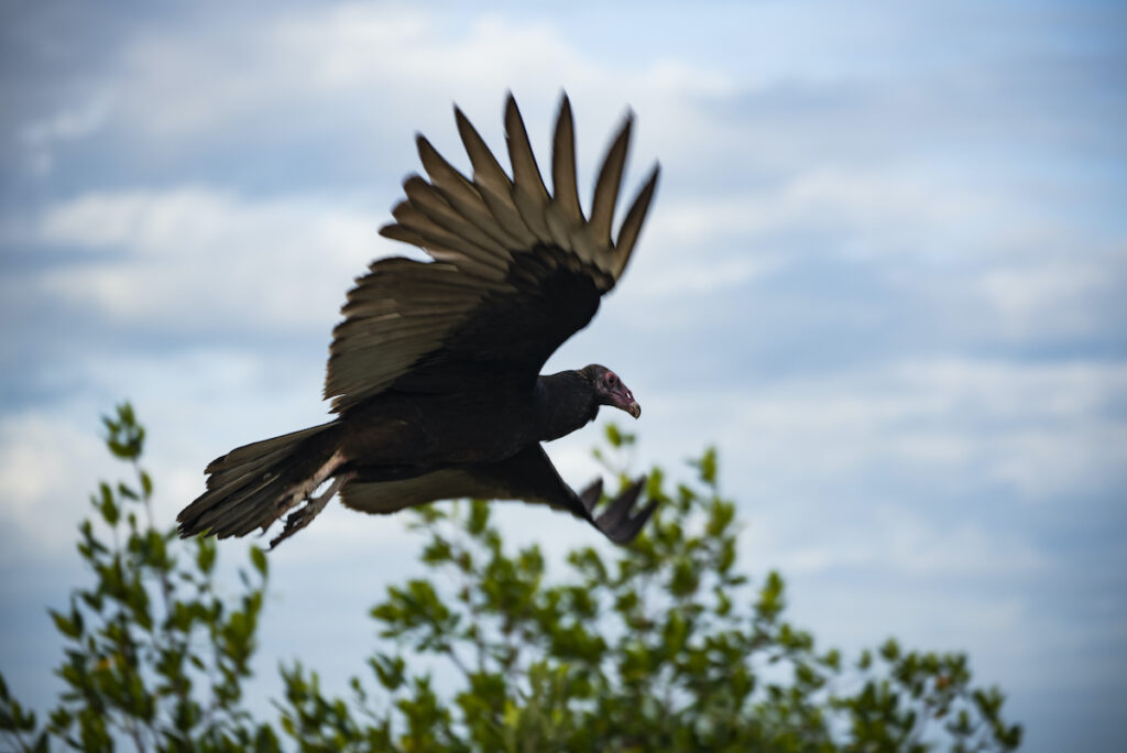 A vulture at Merritt Island National Wildlife Refuge in Florida.