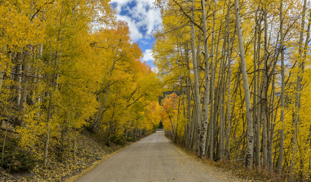Fall colors at Boreas Pass, Colorado