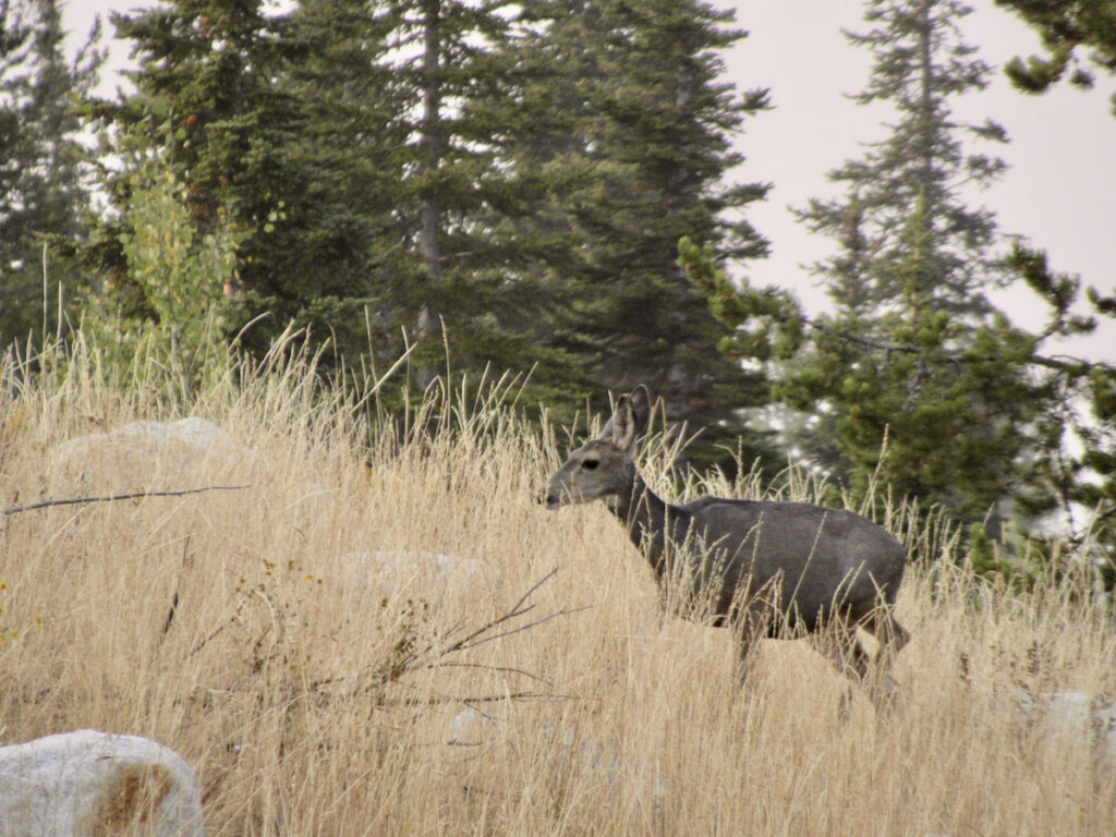 Mule deer on the Jenny Lake Trail hike