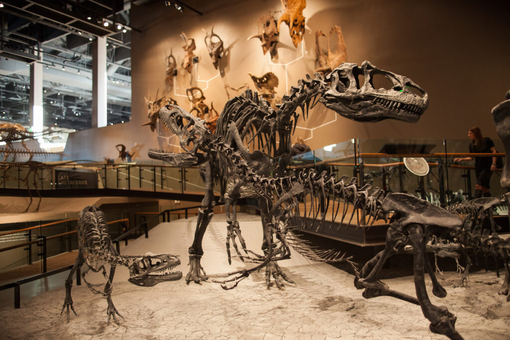 SLC Dinosaur exhibit at the Natural History Museum of Utah