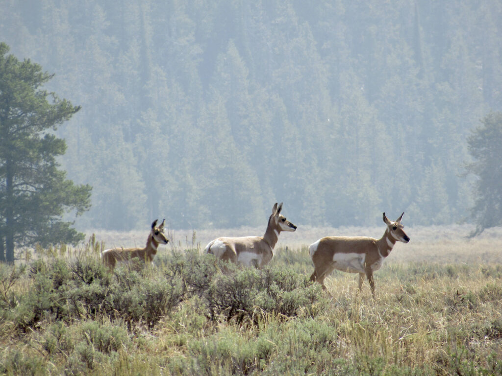 Pronghorns near Jenny Lake