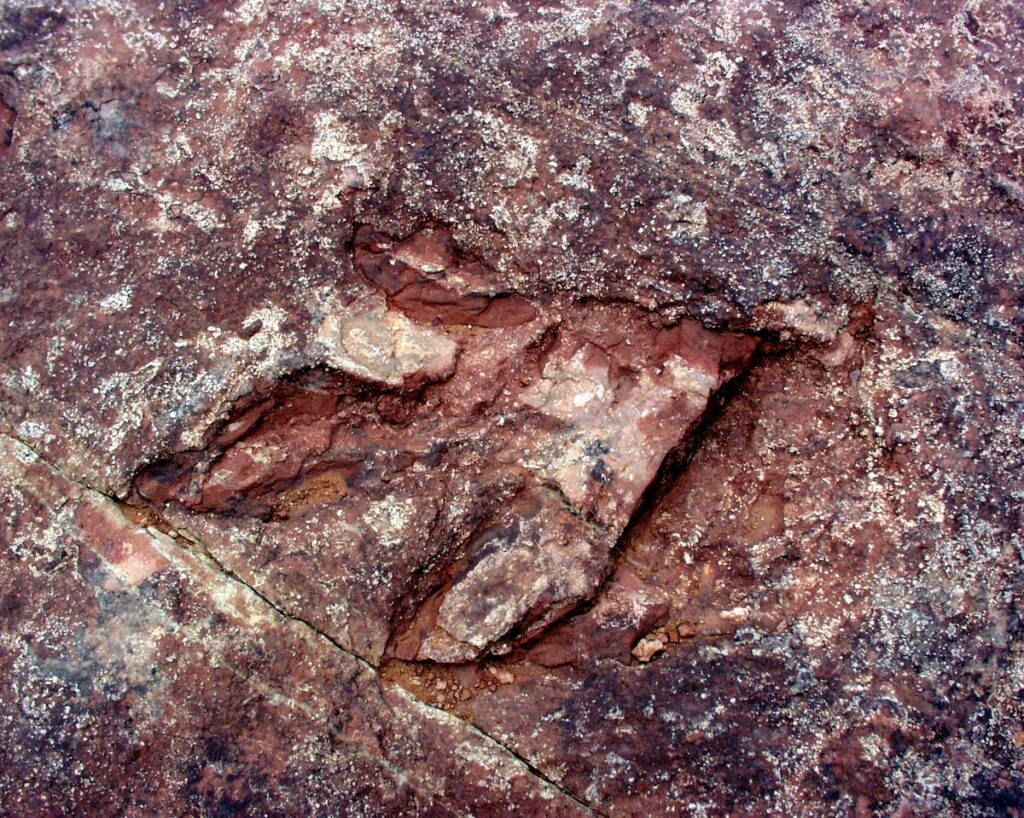 Dinosaur track at Red Fleet State Park