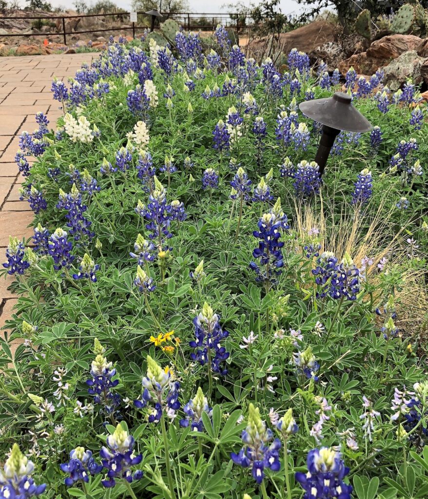 Bluebonnets at Torr La Nochs Vineyard and Winery