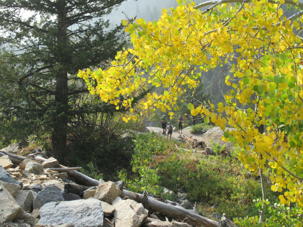 Vivid leaves near Jenny Lake